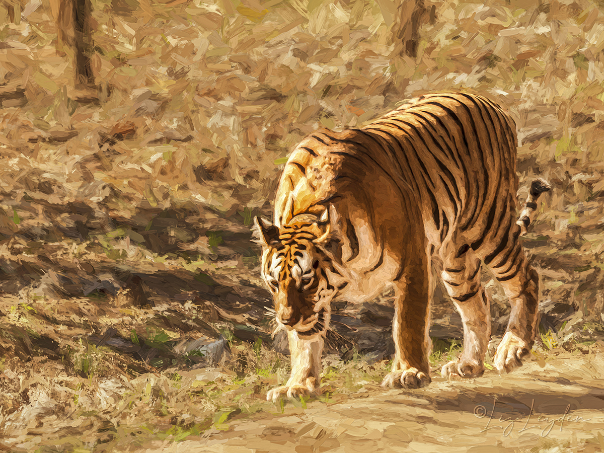 Pregnant wild tigress