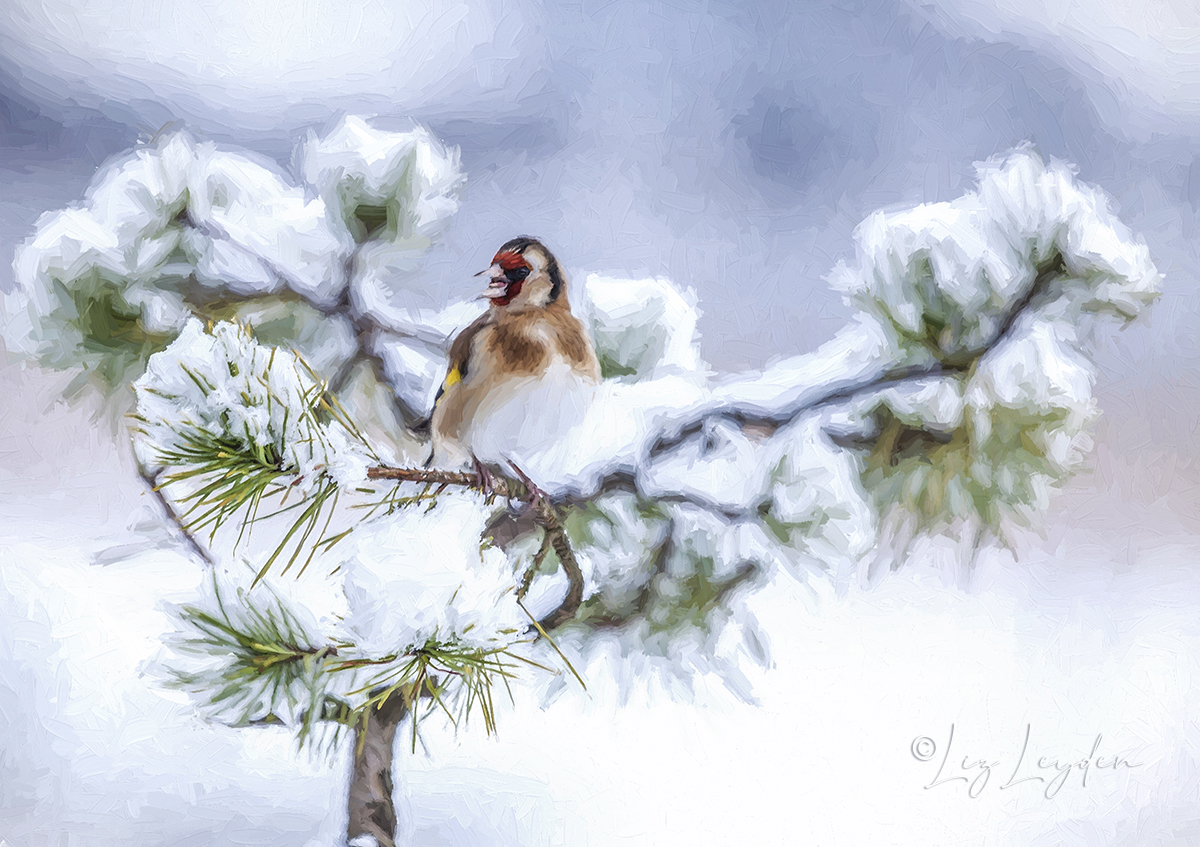 Goldfinch in Snow