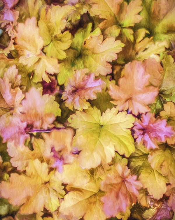 Heuchera 'Marmalade' leaves