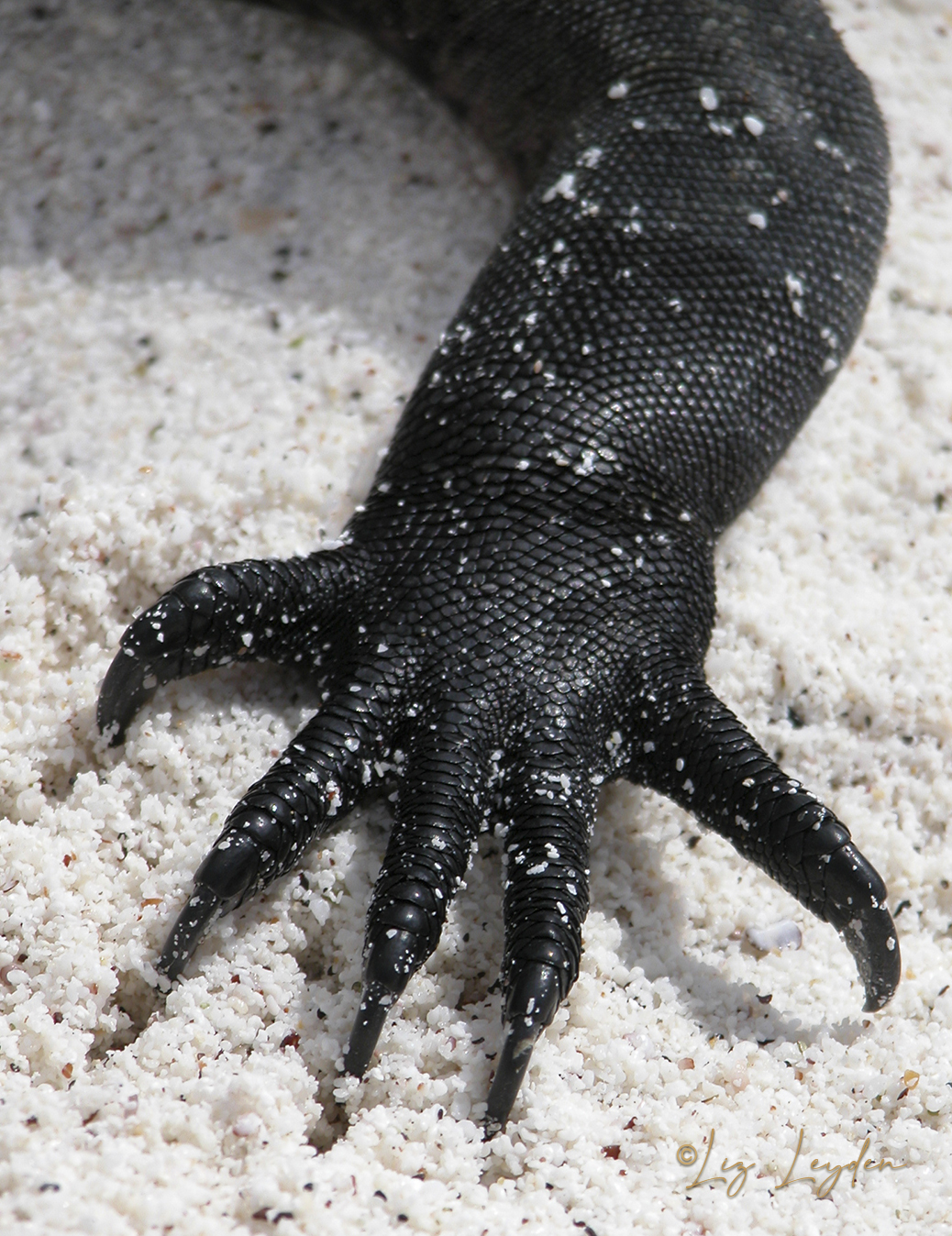 Hand of a Marine Iguana
