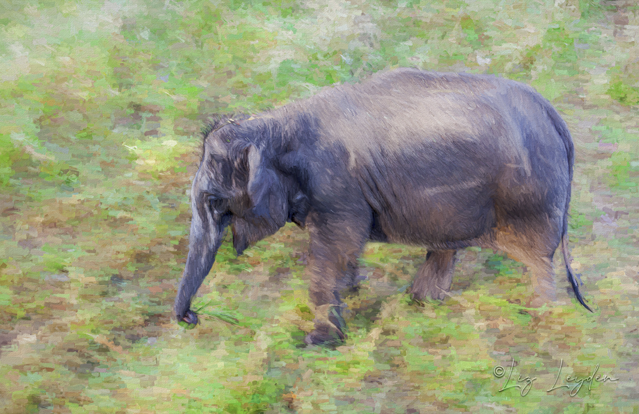 Indian Elephant Calf