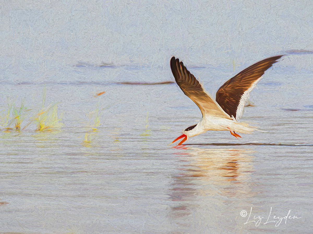 Indian Skimmer fishing