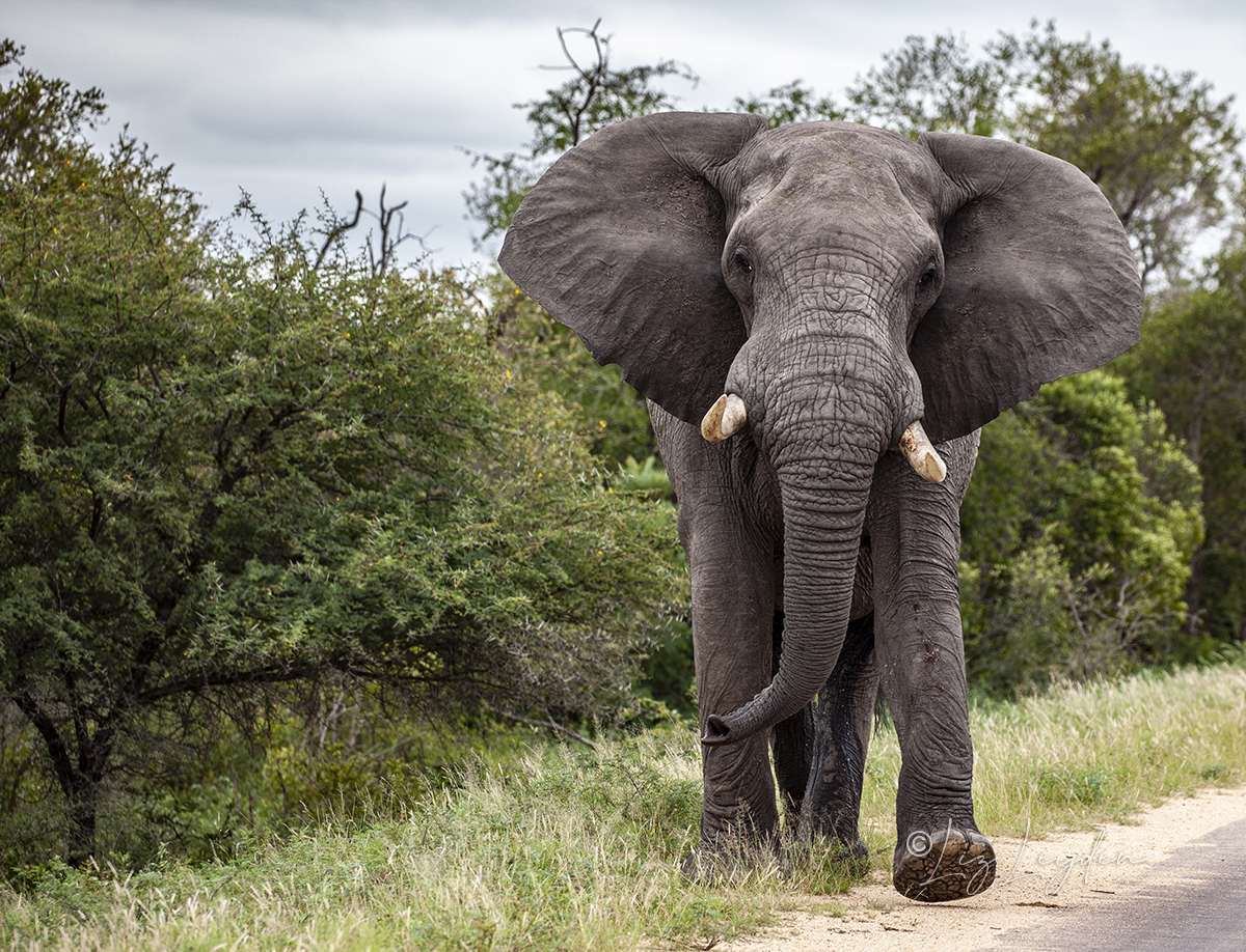 Large bull African Elephant in musth