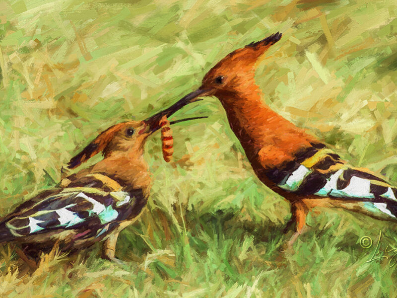 African Hoopoe feeding grub to chick