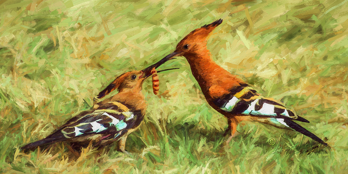 African Hoopoe feeding grub to chick