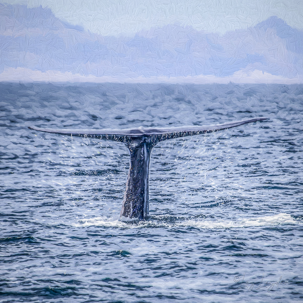 Blue whale tail fluke