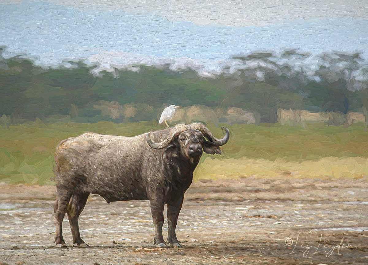 Cape Buffalo with Cattle Egret