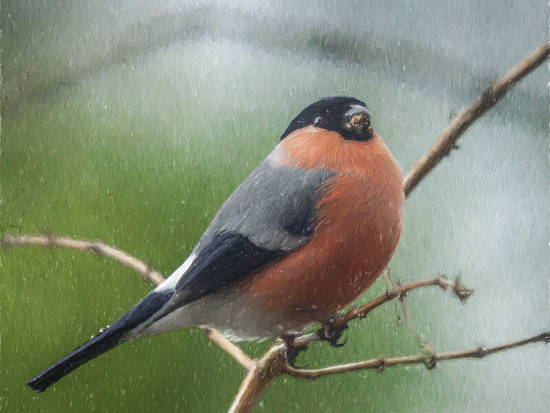 Male Eurasian Bullfinch