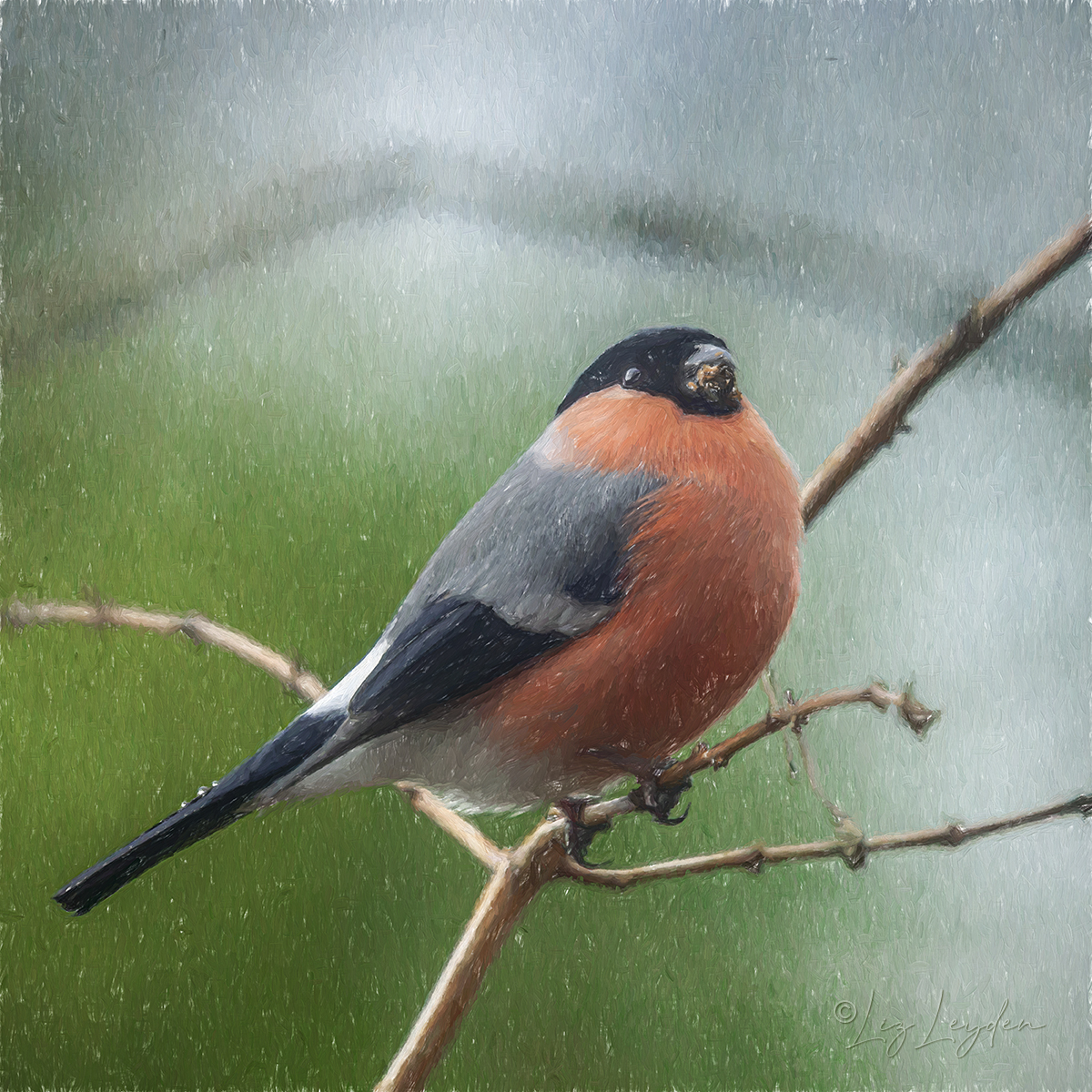 Male Eurasian Bullfinch