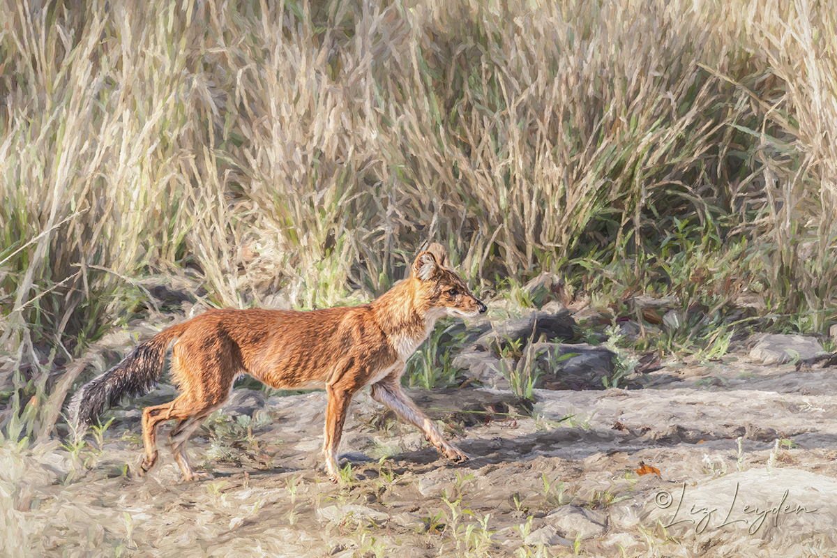 Dhole, aka Indian Wild Dog