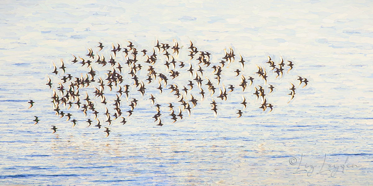 Flock of Dunlins, flying