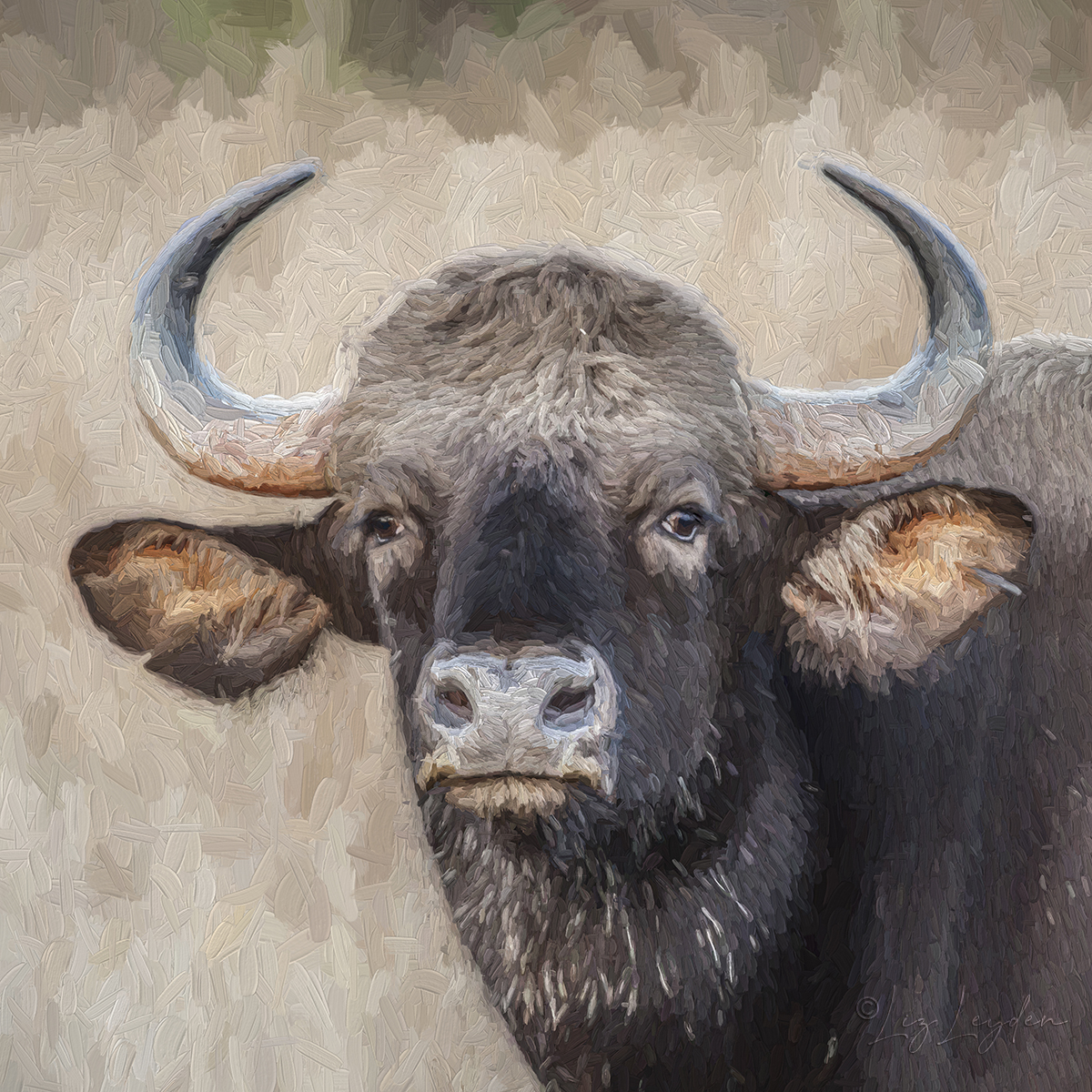 Portrait of a Gaur