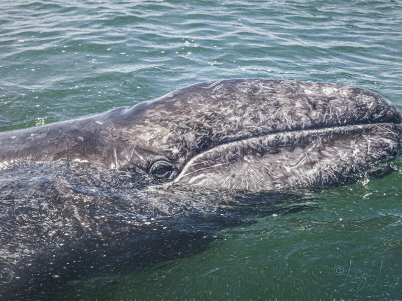 Gray Whale