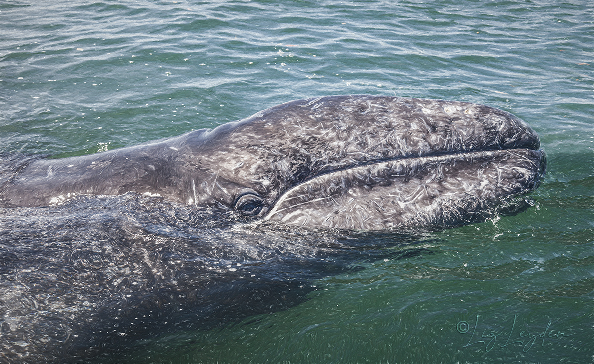 Gray Whale