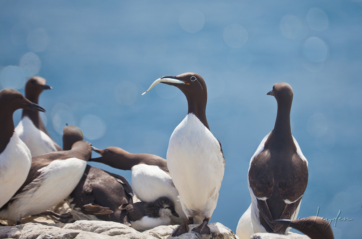 Guillemots