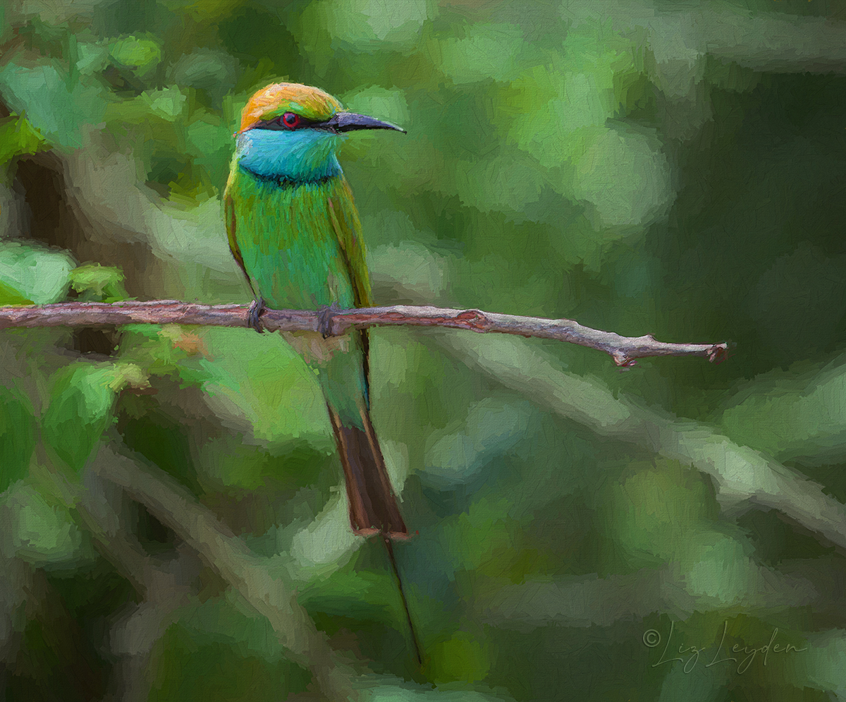 Little Green Bee-eater