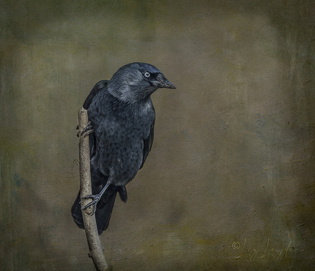 Moody portrait of a Jackdaw