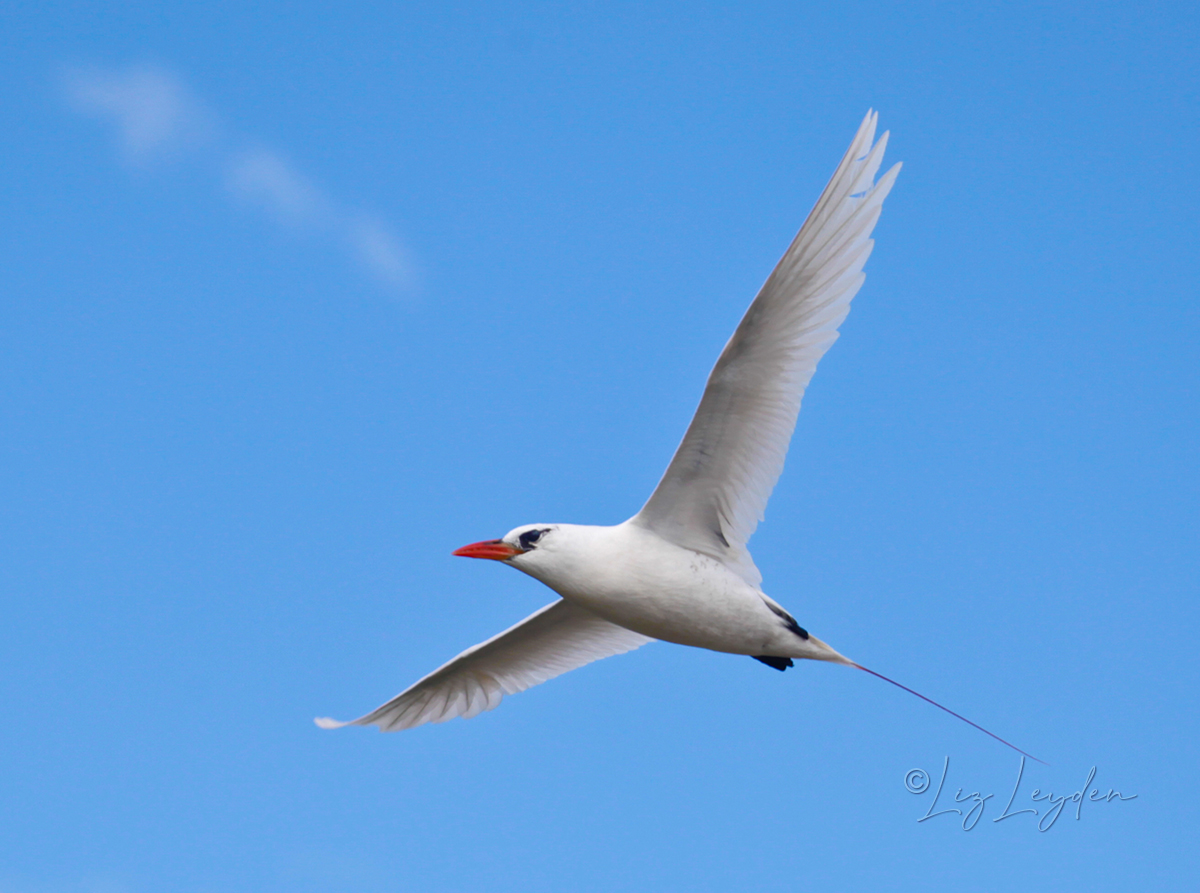 Red-tailed Tropicbird