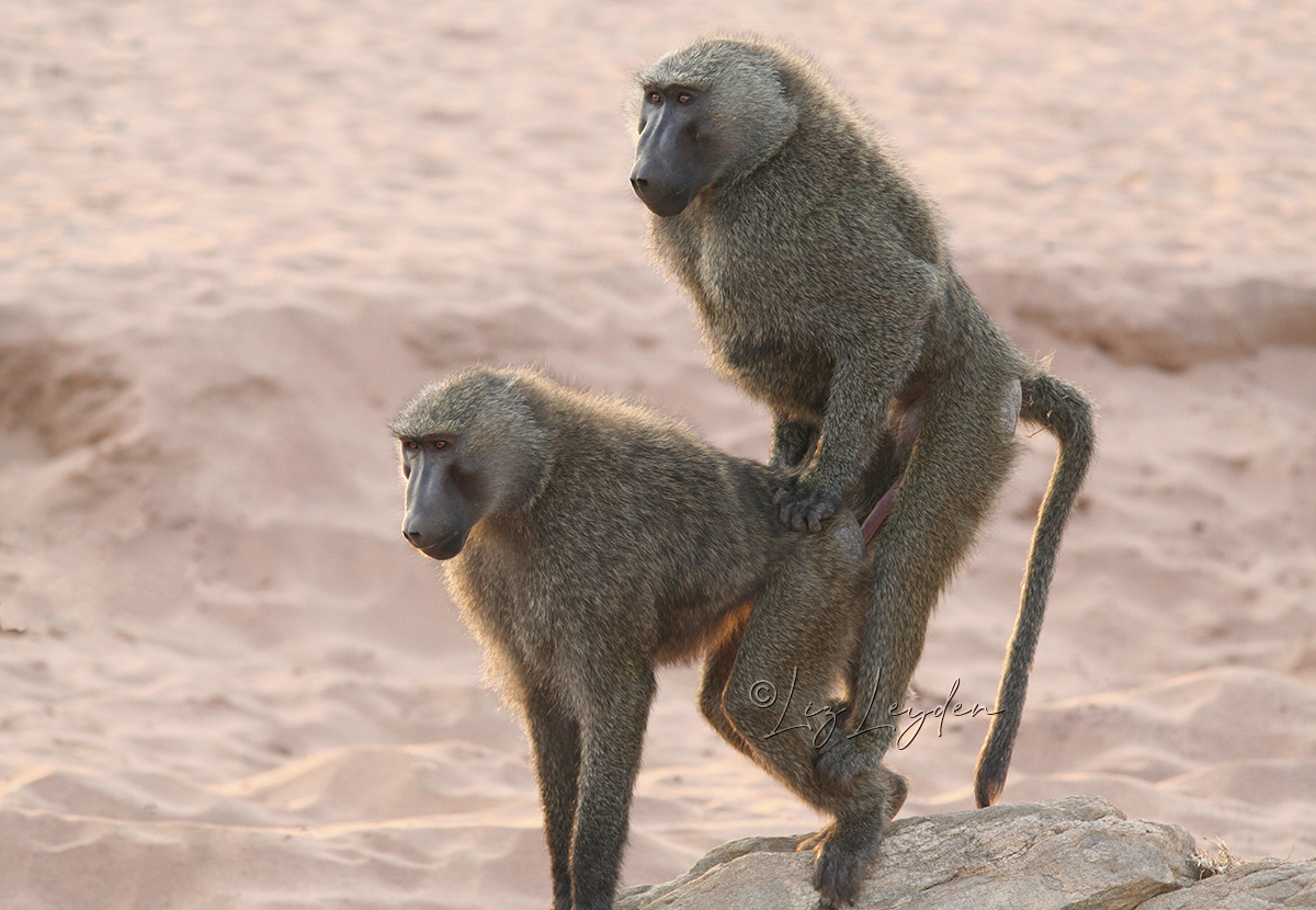 Two Olive Baboons copulating