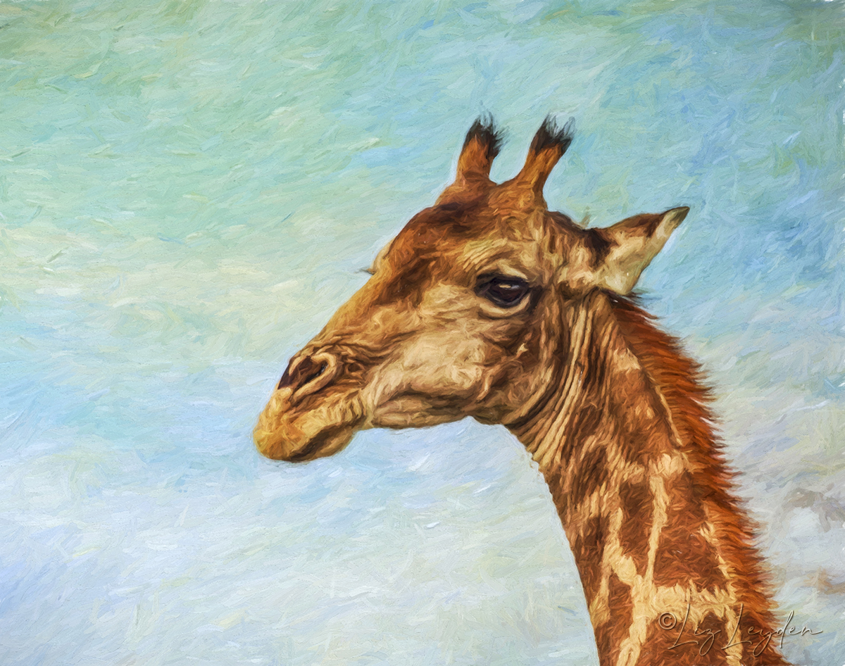 Southern Giraffe portrait