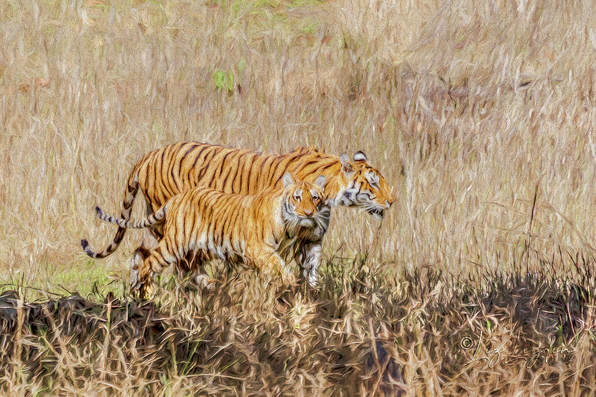 Tigress and cub