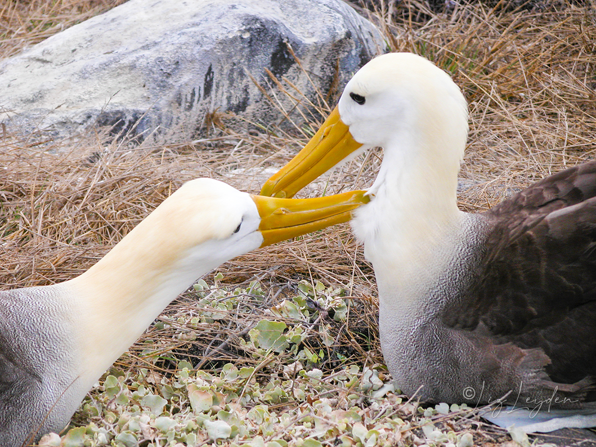 Waved Albatross pair