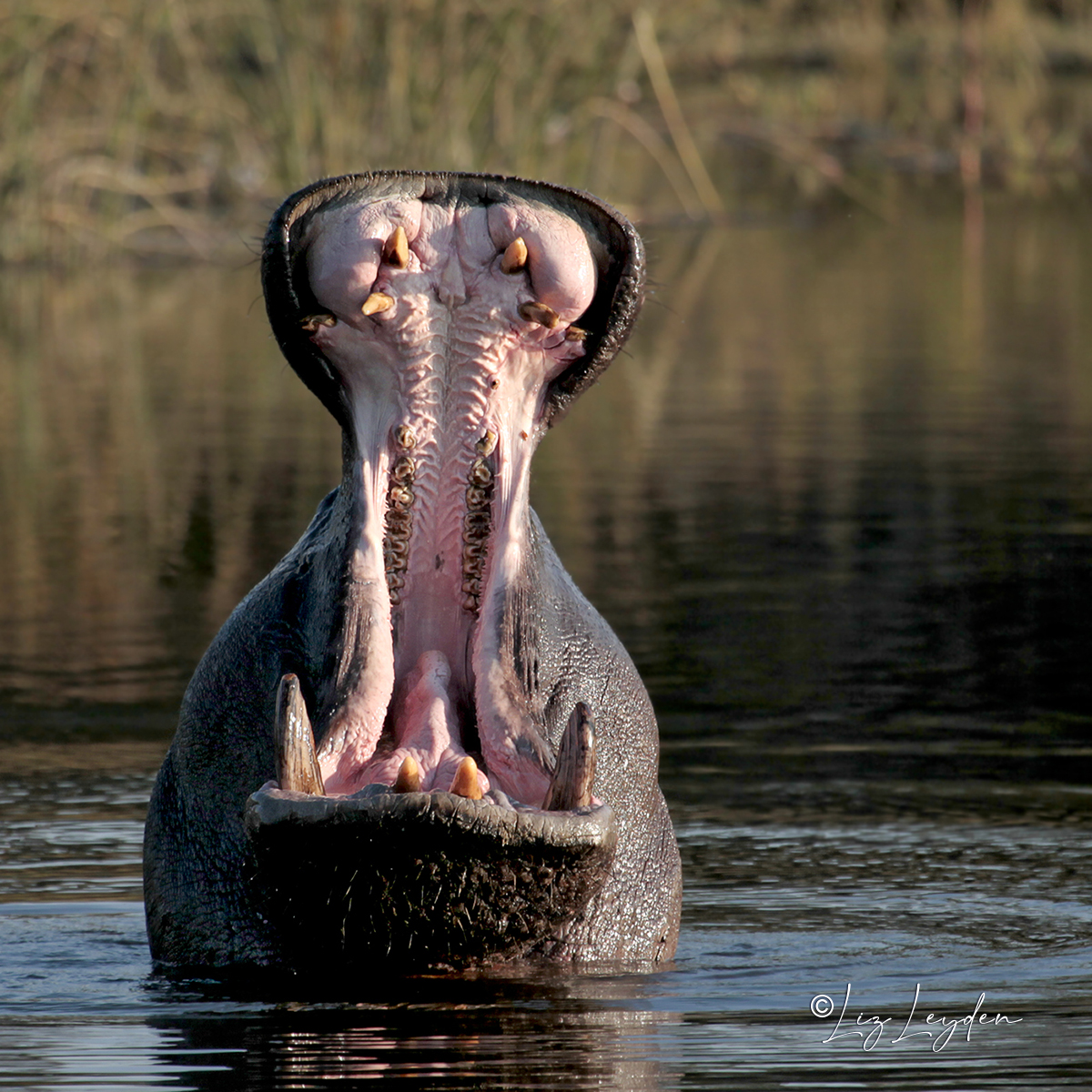 Hippopotamus yawning