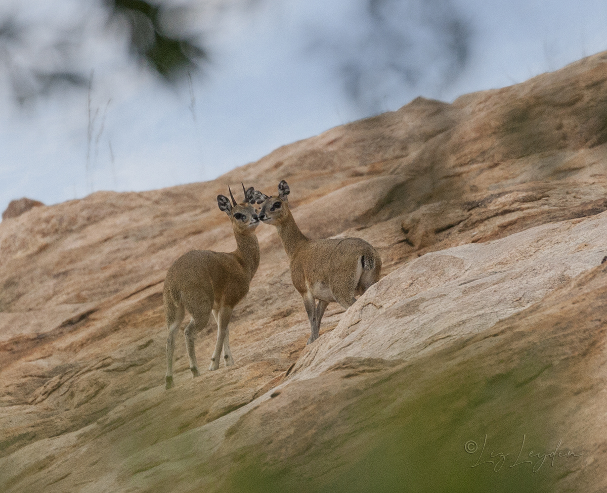 Pair of Klipspringers