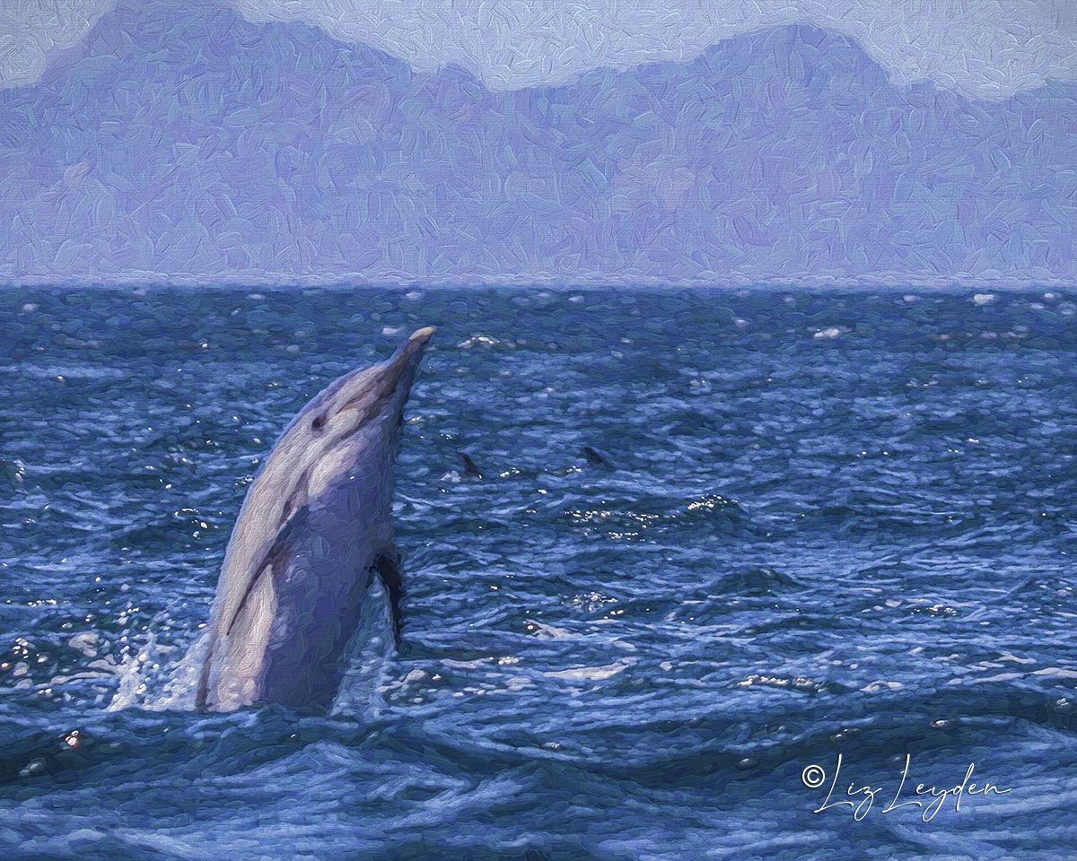 Long-beaked Common Dolphin