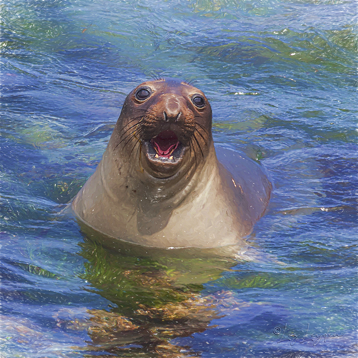 Northern Elephant Seal in water