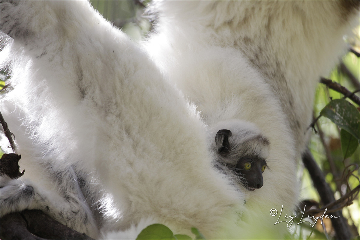 Baby Verreaux's Sifaka