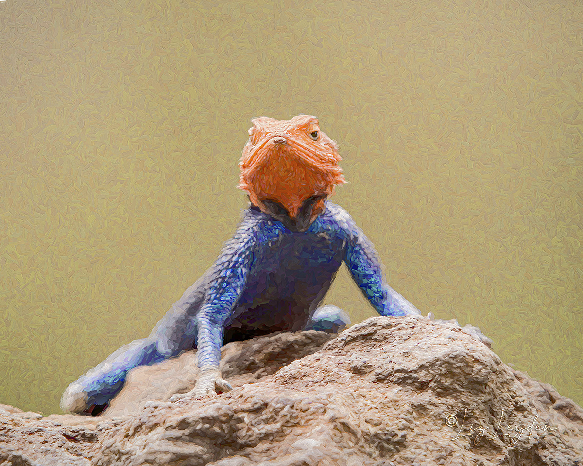 Red-headed Rock Agama male