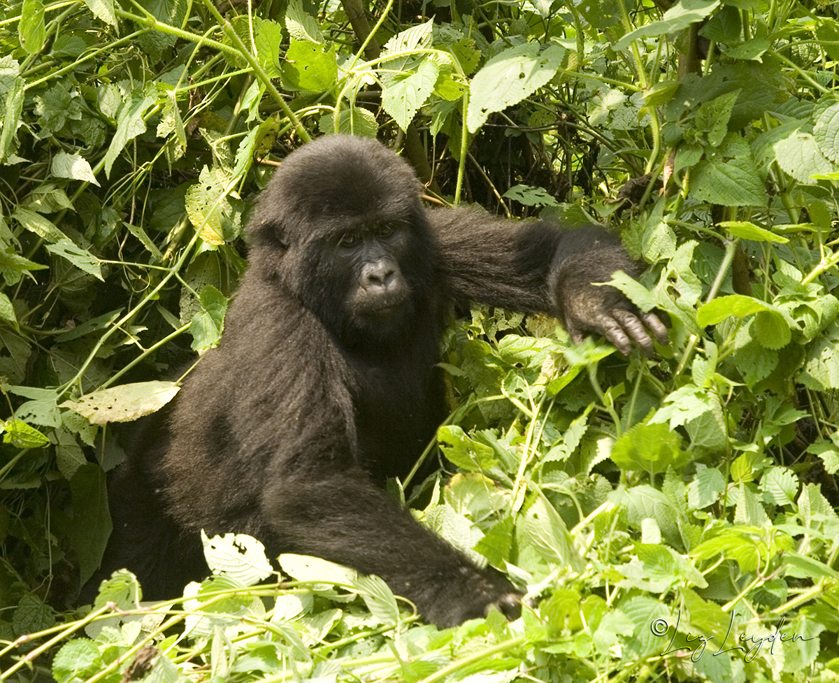 Young male Mountain Gorilla
