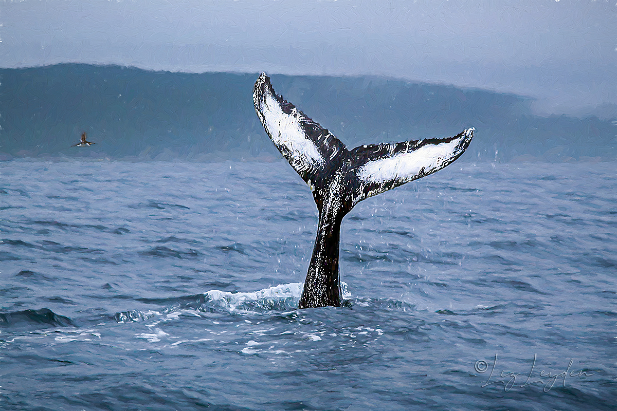 Humpback Tail whale fluke