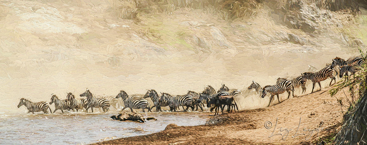 Zebras crossing the Mara River