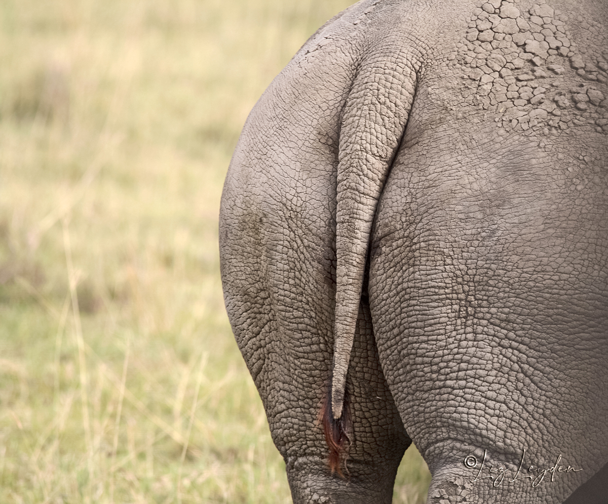 Rear end of a White Rhino