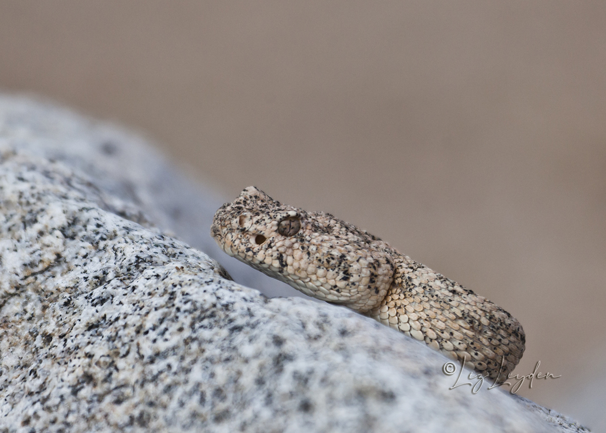 Speckled Rattlesnake Head