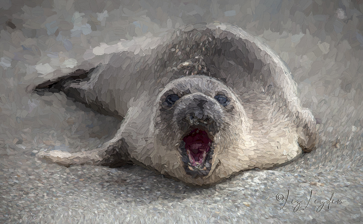A Northern Elephant Seal weaner, calling.