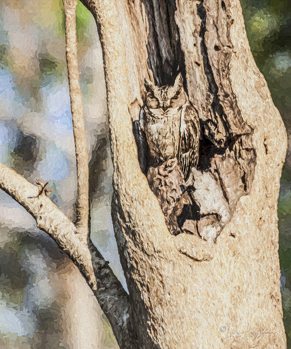 Indian Scops Owl