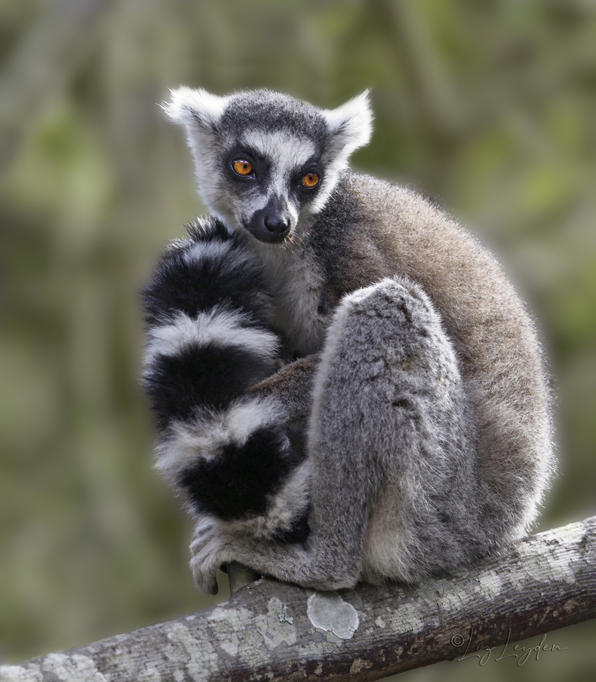 Ring-necked Lemur