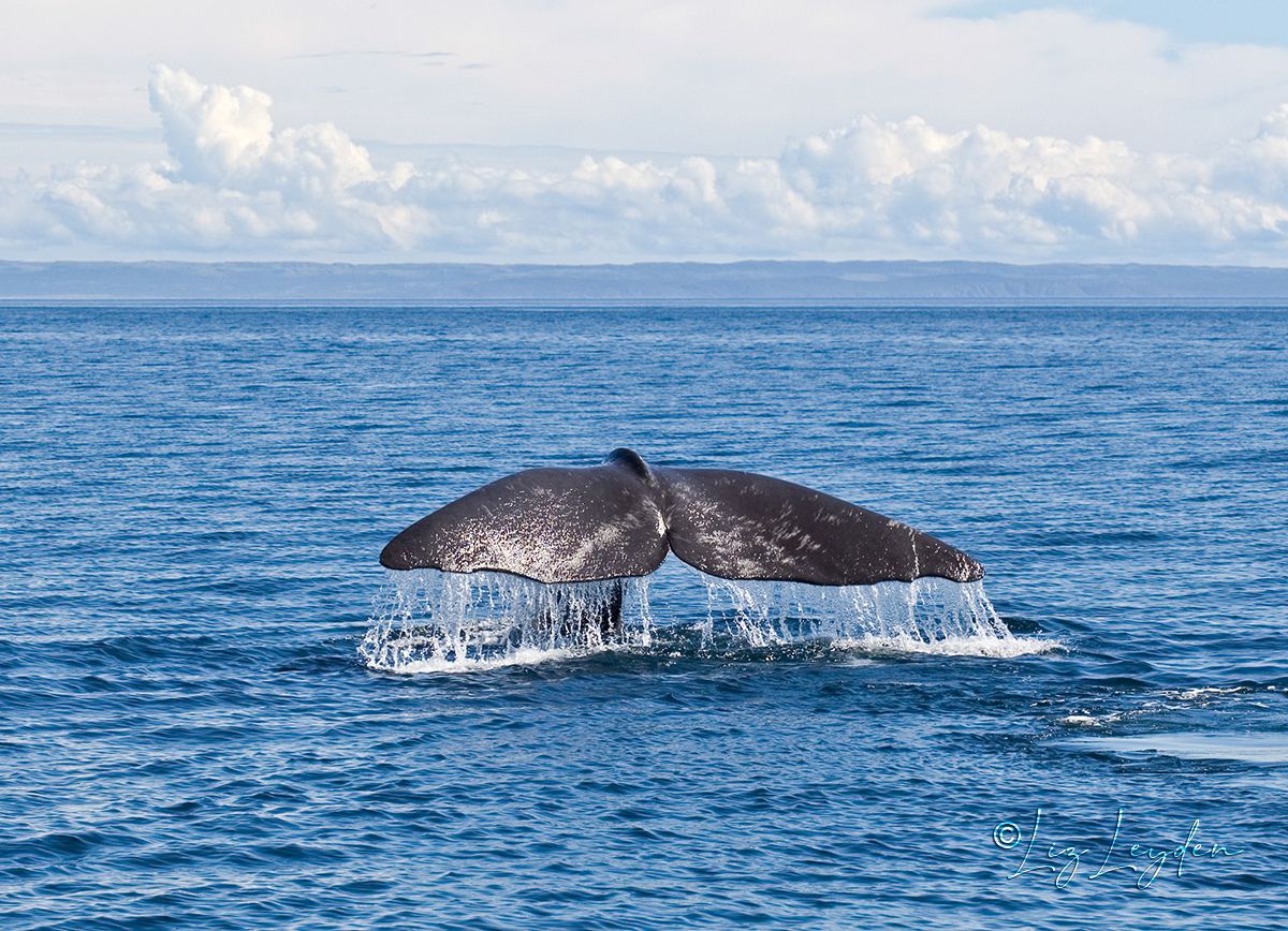 Tail fluke of a Sperm Whale