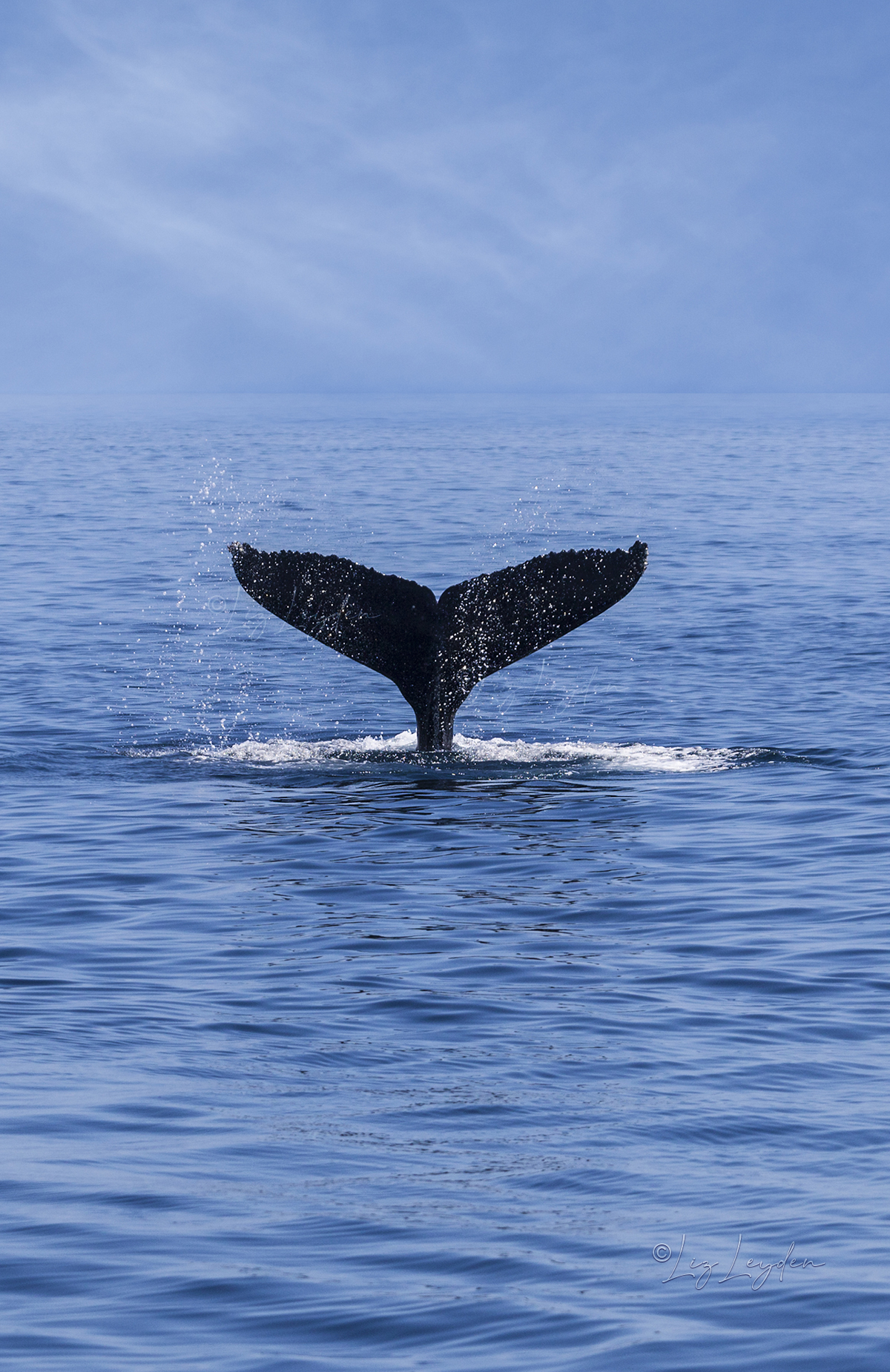 Tail fluke of a diving Humpback Whale