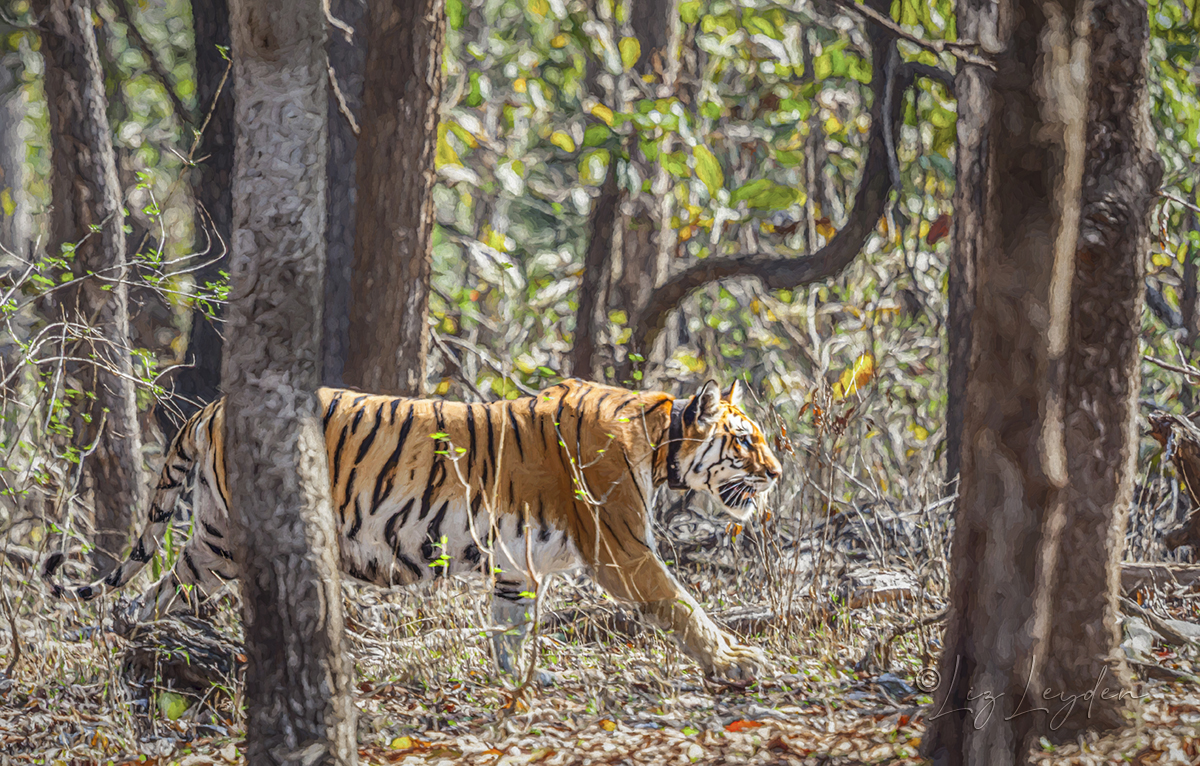 Collarwali, wild tigress, walking in Sal forest