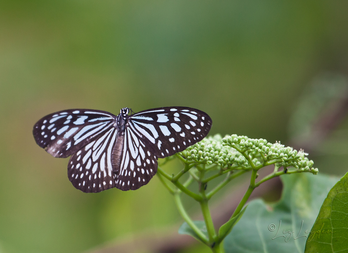 A Blue Glossy Tiger Butterfly