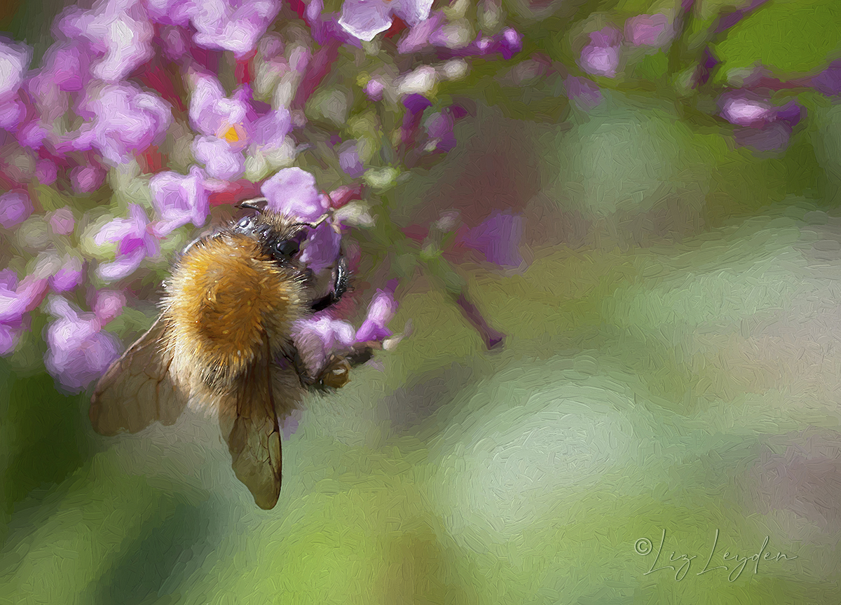 Common Carder Bee on a Buddleja