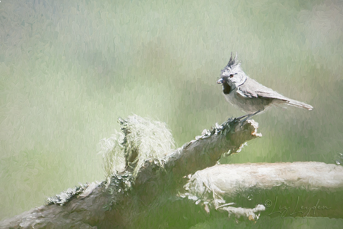 Crested Tit