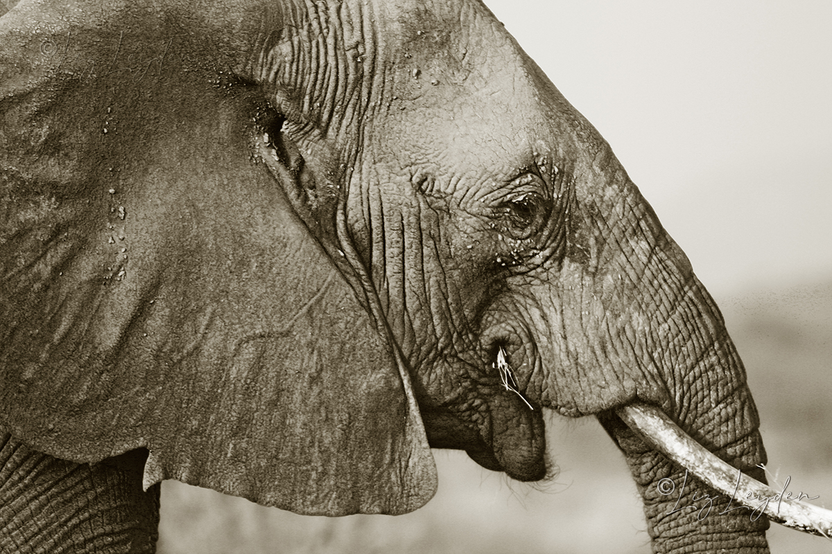 Tritoned profile head photo of an African Elephant