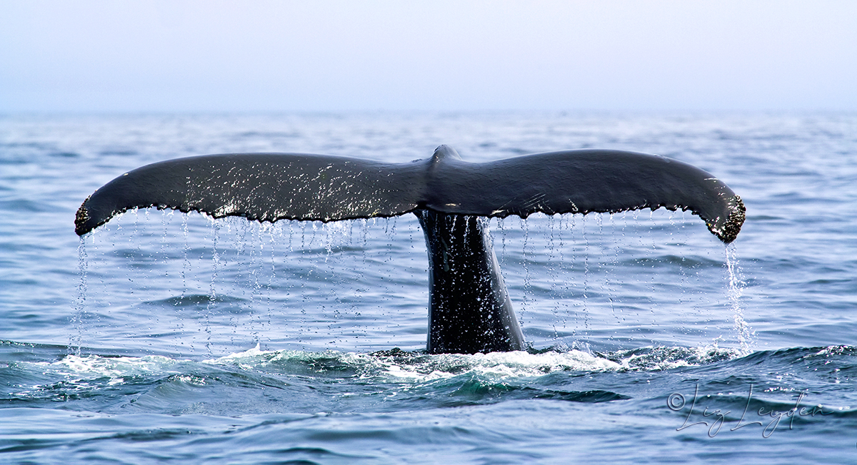 Tail fluke of a Humpback Whale