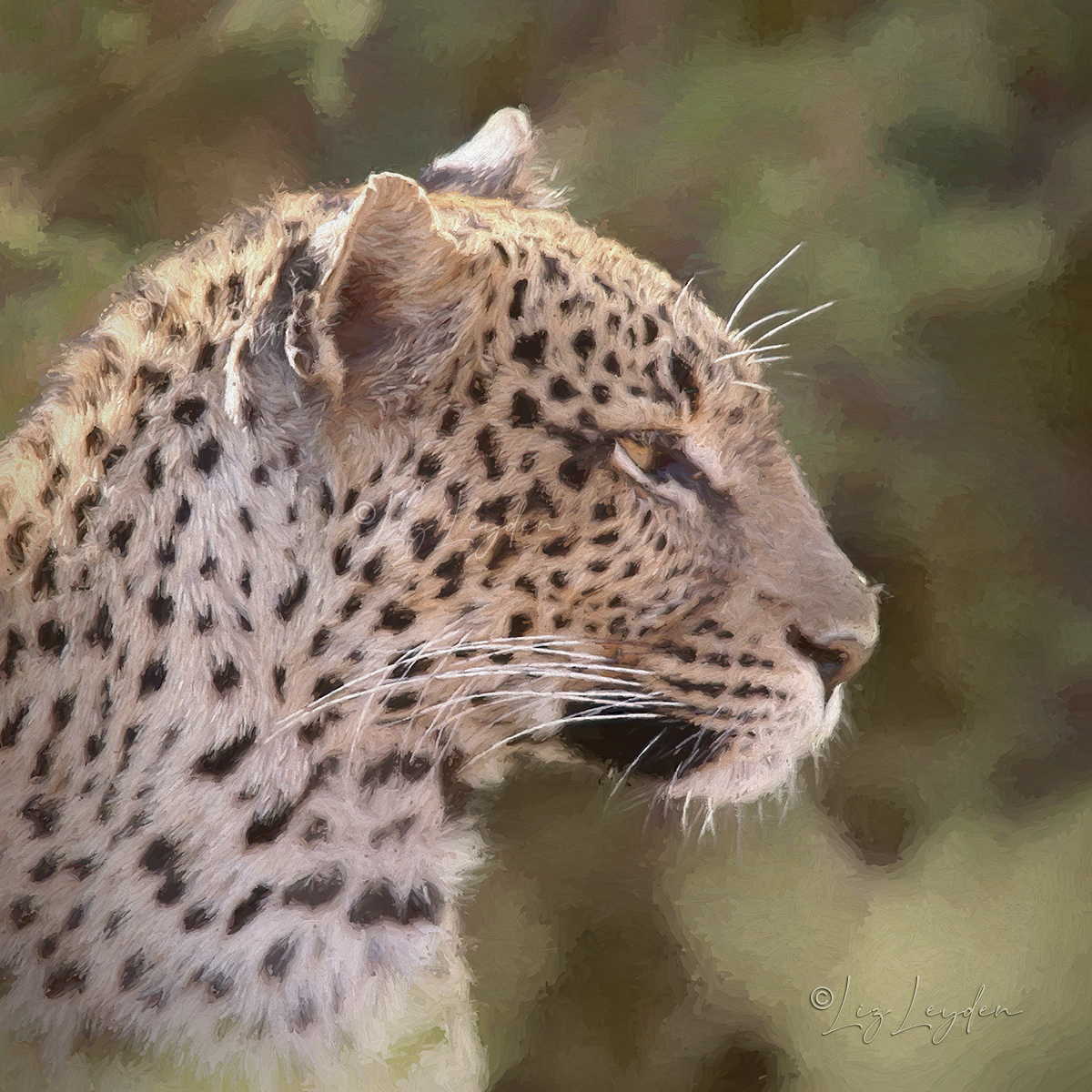 Profile Portrait of a female Leopard