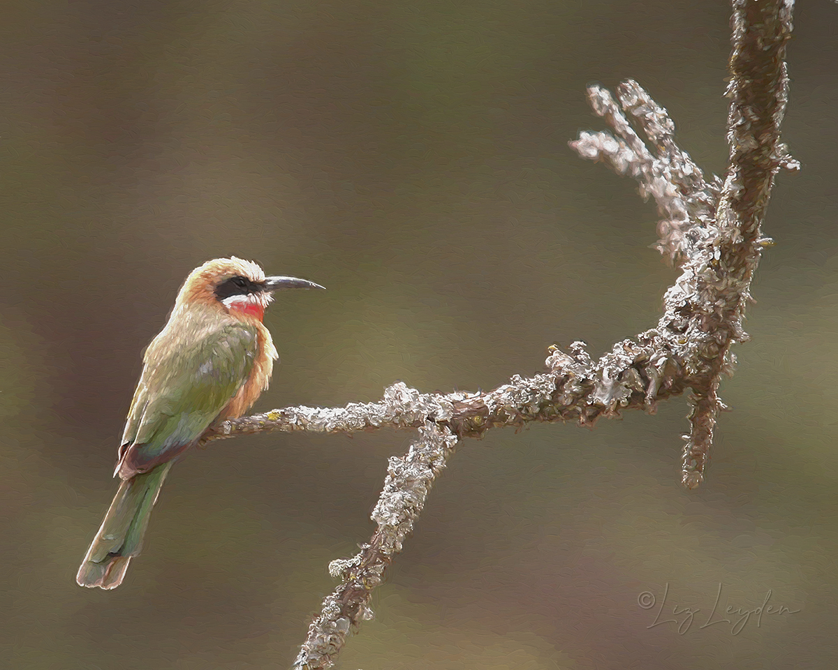 White-fronted Bee-Eater